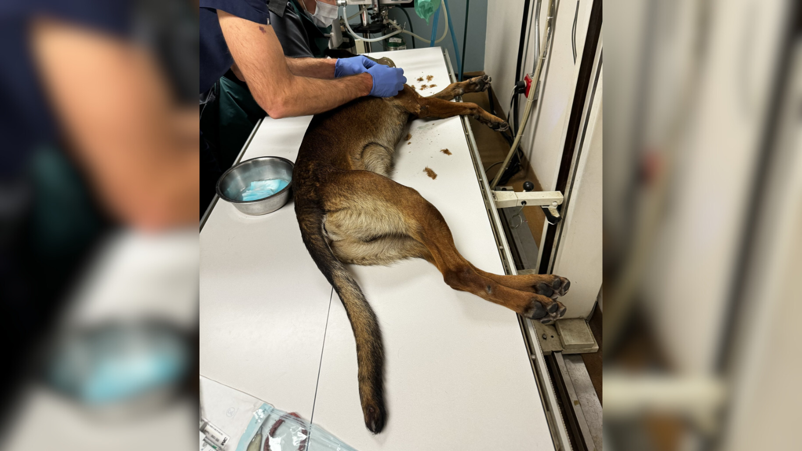 K9 Kjeld 'Kid' being treated by veterinarians after being shot by a suspect
