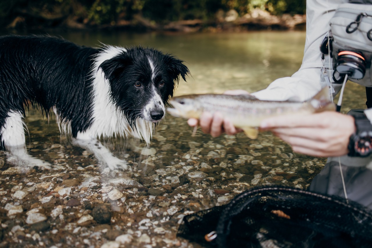 Dog with salmon poisoning disease