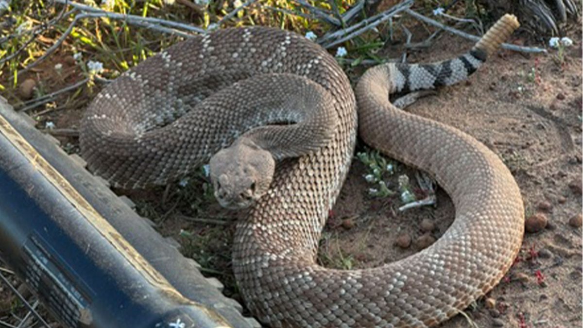 A mountain biker in San Diego had a close encounter with a rattlesnake.