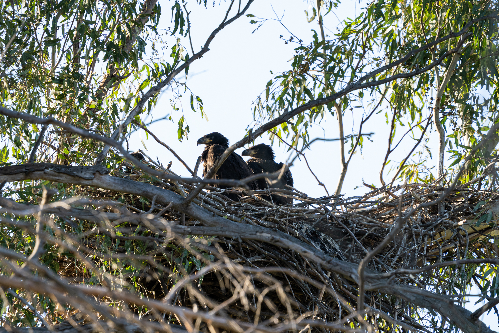 Lucy and Ricky's eaglets sit in their nest at Prado Wetlands in Riverside County in April 2024.
