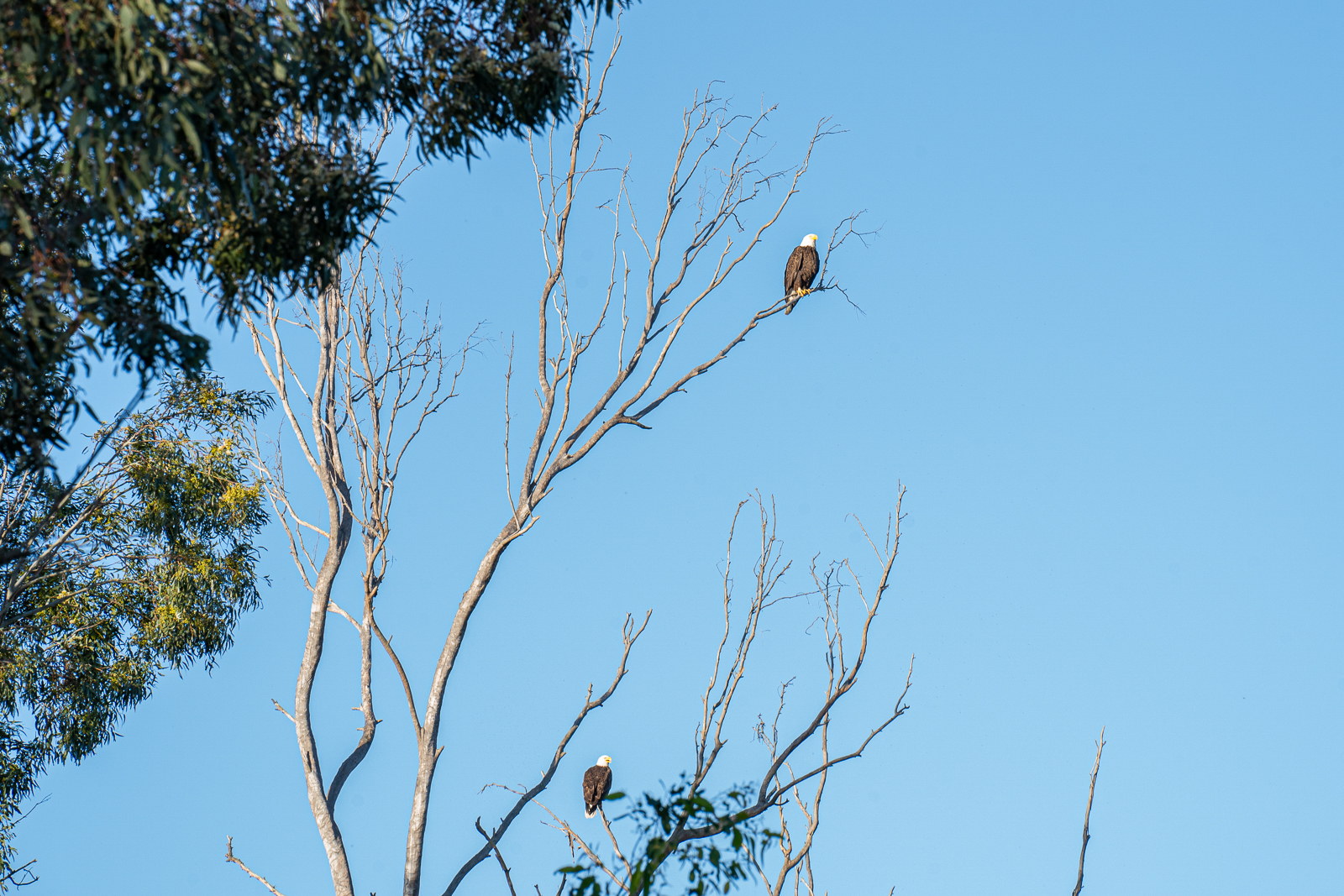 Lucy and Ricky, an eagle pair that has resided at Prado Wetlands for several years, sit in a tree.